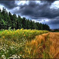 and another rainy summer day