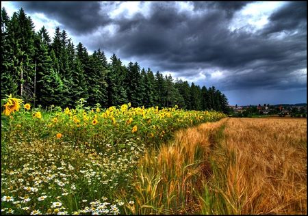 and another rainy summer day - summer, rainy, day