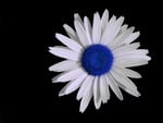 Blue daisy