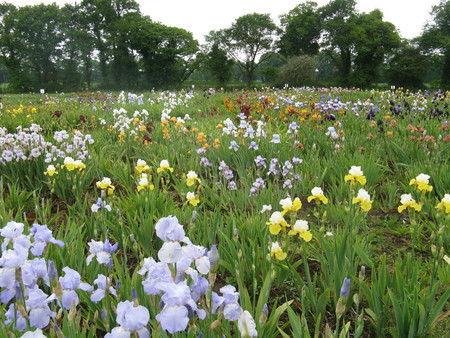 Irises field - nature, flowers