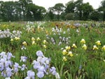 Irises field