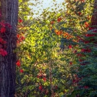 sunset light effect on autumn leaves