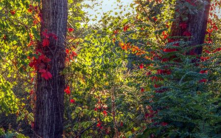 sunset light effect on autumn leaves - effect, sunset, autumn, light, leaves