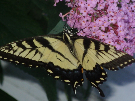 butterfly - butterfly up close and personal, feasting on  flowers