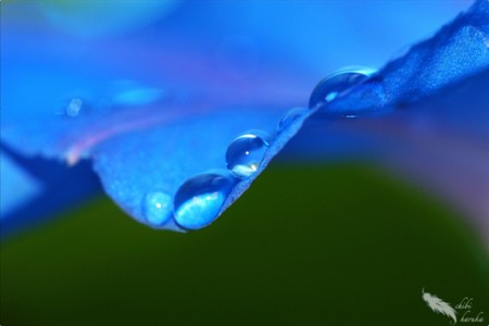 Drops On Blue - flowers, nature