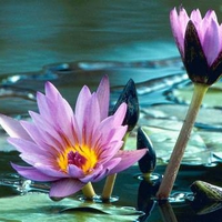 Purple Lotus on Pond