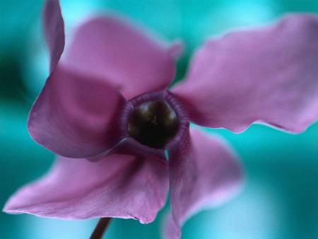 Purple Pretty - purple, garden, flower