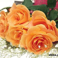 Apricot Roses