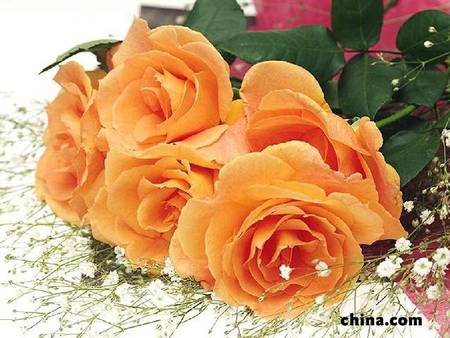 Apricot Roses - roses, flowers, apricot, bouquet