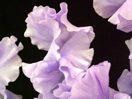 Floating Petals - flowers, petals, floating, mauve