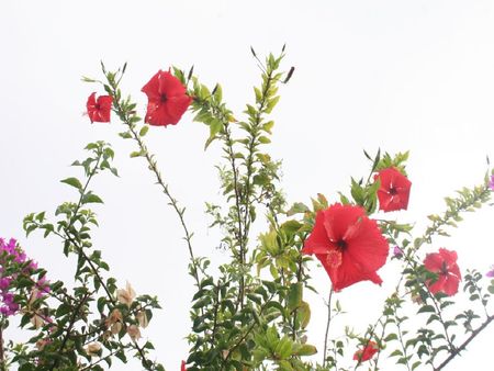 Red Flowers on white sky - white, sky, flowers, red