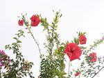 Red Flowers on white sky