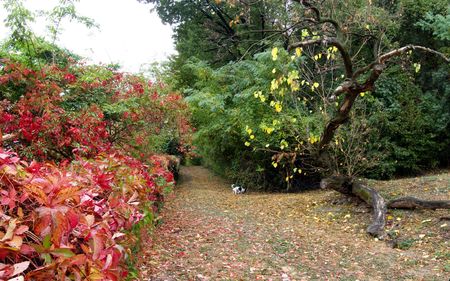 	very usefull dog  - path, trees