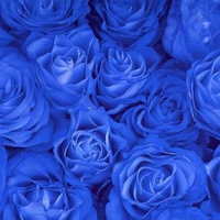 Blue Roses