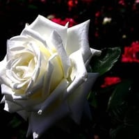 One White Rose