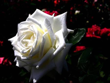 One White Rose - flowers, red roses, white rose