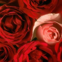 Sensual Roses