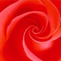 Rose - the eternal bloom (Widescreen)