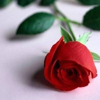 Single Red Rose