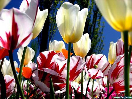 Tulip Garden - flowers, yellow tulips, two toned tulips, garden