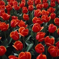 Red Tulips