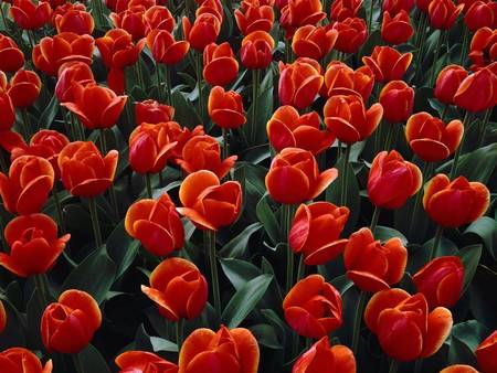 Red Tulips - red, garden, tulips, flowers, field