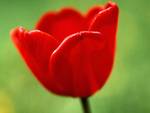 Red Tulip