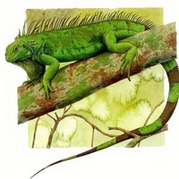 Iguana Art