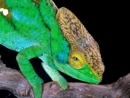 Lizard Closeup - closeup, green lizard, tree branch