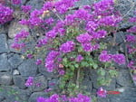 Flowers on the wall