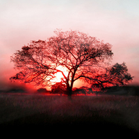 Sunset across the tree