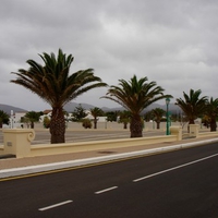 palms by the road