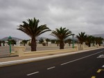 palms by the road