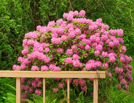 Pink rhododendron - nice, fence, trees, greenery, summer, lovely, rhododendrons, nature, forest, pretty, pink, beautiful, green, flowers