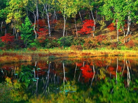 Early autumn - lakeshore, early, autumn, trees, riverbank, water, colorful, clear, mirrored, foliage, crystal, fall, quiet, reflection, calmness, river, lake, falling, shore, serenity, nature, woods, forest, tranquil