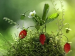 wild strawberries