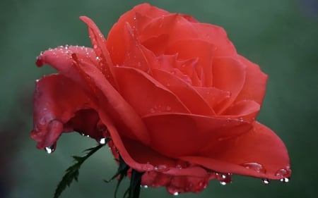 Rose Of My Heart - nature, entertainment, paradise, animals, flowers