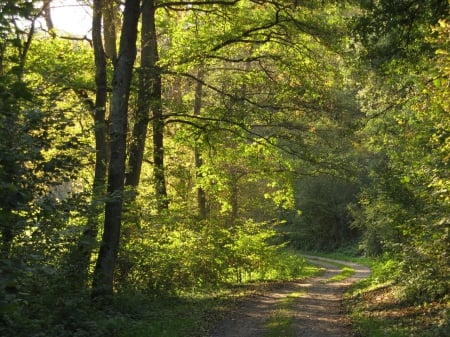 I Follow You - field, nature, green, way