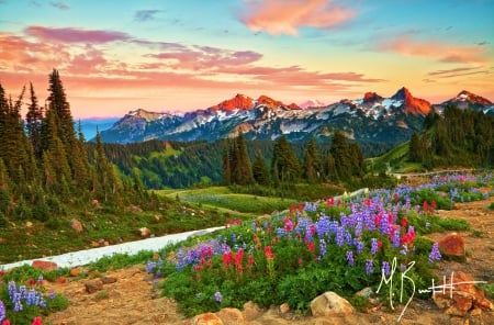 Mount Rainier National Park - flowers, river, sunset, delta, landscape, sky