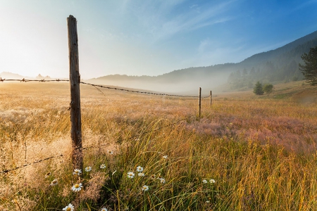 Summer - flowers, landscape, field, summer