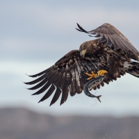 Fishing Eagle