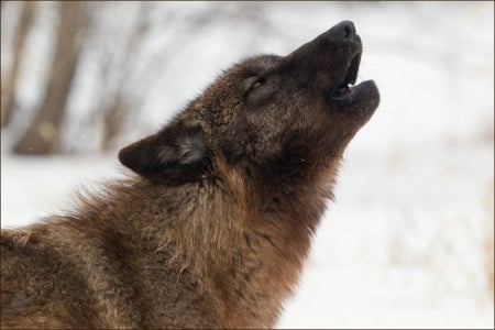 Howling Wolf - winter, wolves, predator, snow