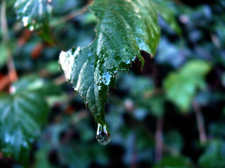 Waterdrop - waterdrop, tree, forest, rain