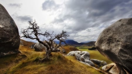 gnarly tree on a rocky hill - hill, clouds, tree, gnarly, rocks