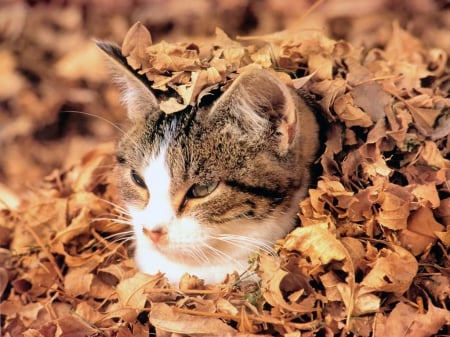 Cat - pet, autumn, cat, kitty