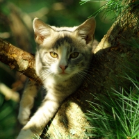 Cat On Tree