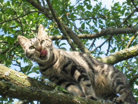 Cat On Tree - Kitty, Pet, Tree, Cat