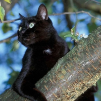 Cat On Tree