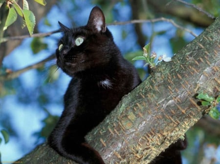 Cat On Tree