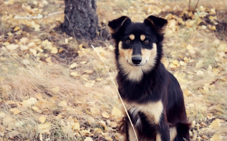 Nice Dog - pet, autumn, puppy, dog